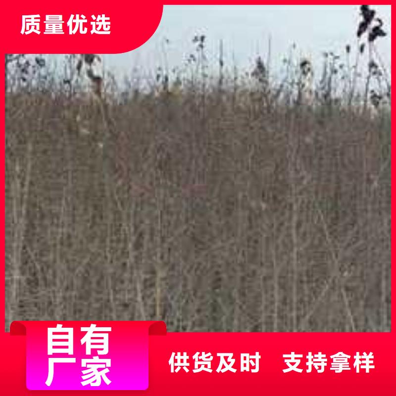 杜梨紅香酥梨樹苗多家倉庫發貨