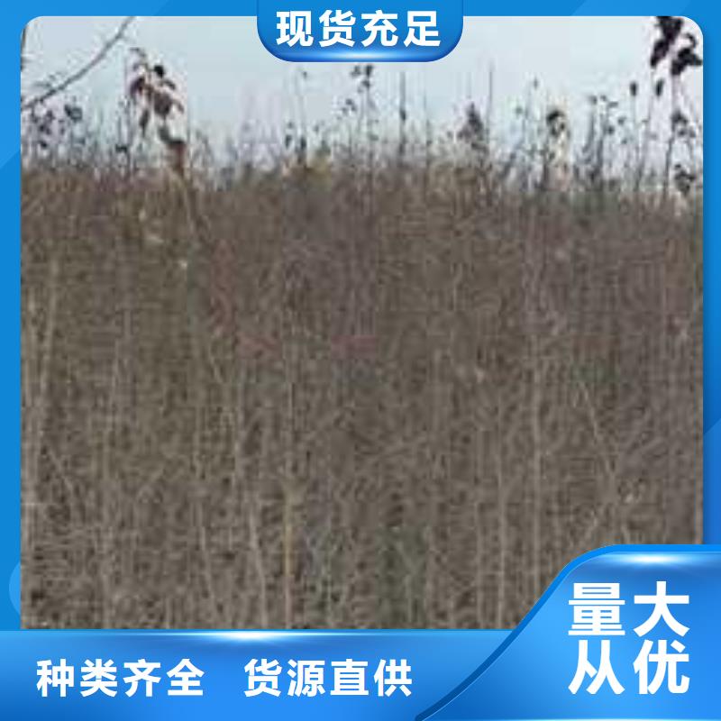 杜梨奧紅全紅梨樹苗用好材做好產(chǎn)品