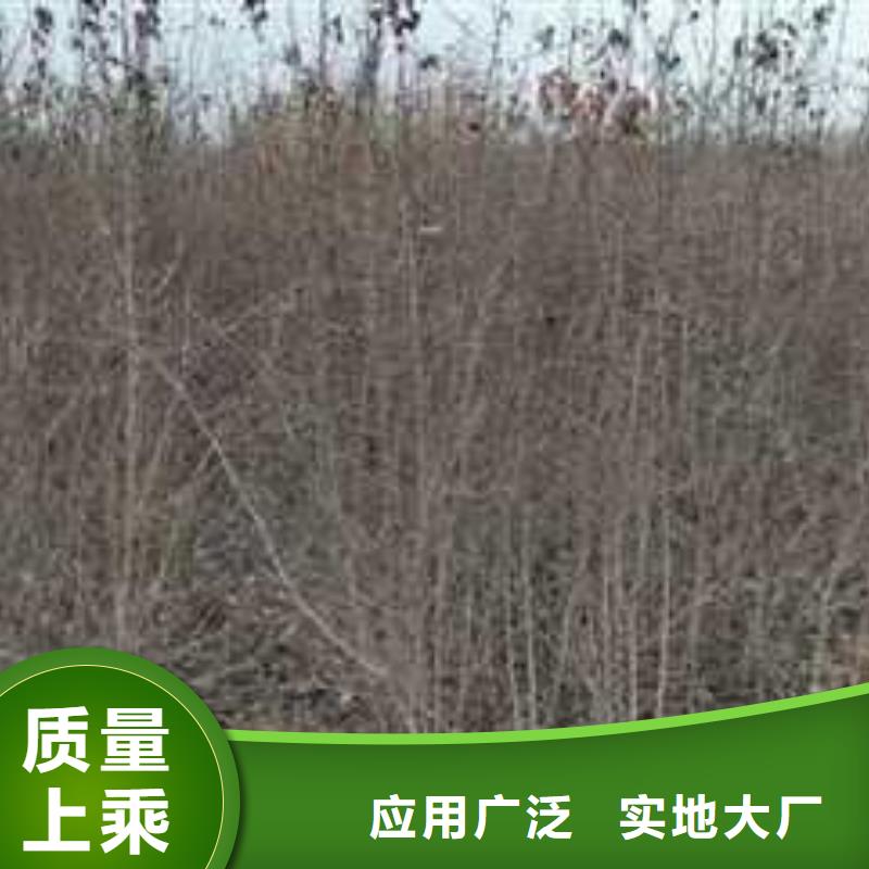 杜梨奧紅一號(hào)梨苗質(zhì)優(yōu)價(jià)廉