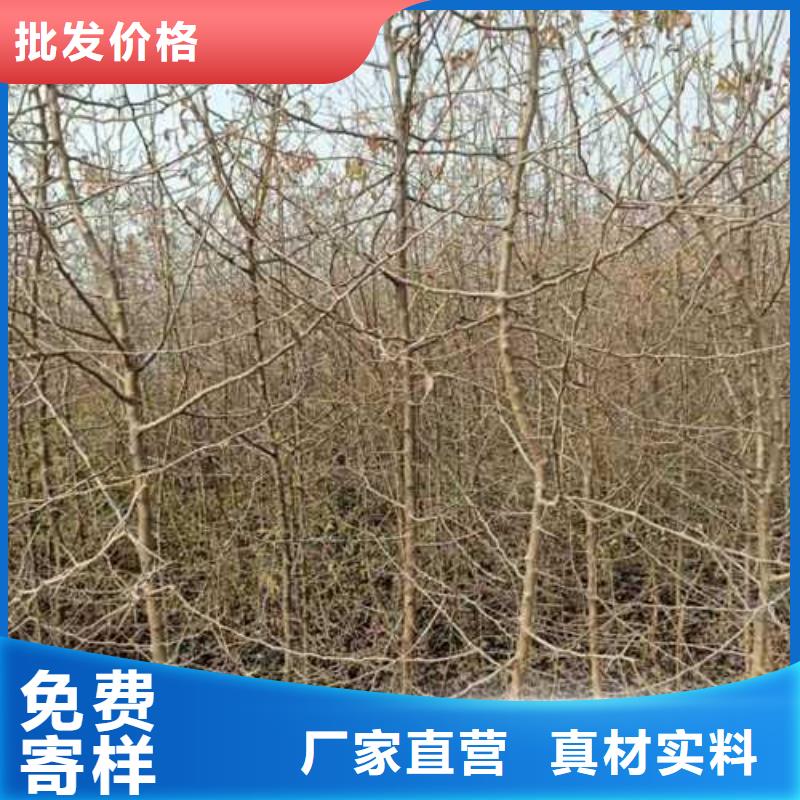 杜梨-杜梨苗自營品質(zhì)有保障