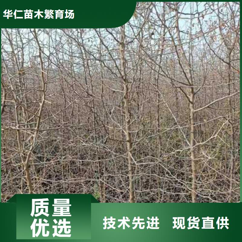 【杜梨】海棠苗品類齊全