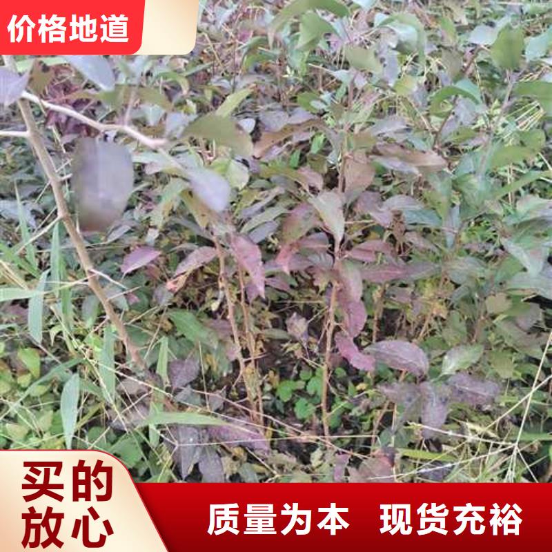 杜梨奧紅一號(hào)梨苗主推產(chǎn)品