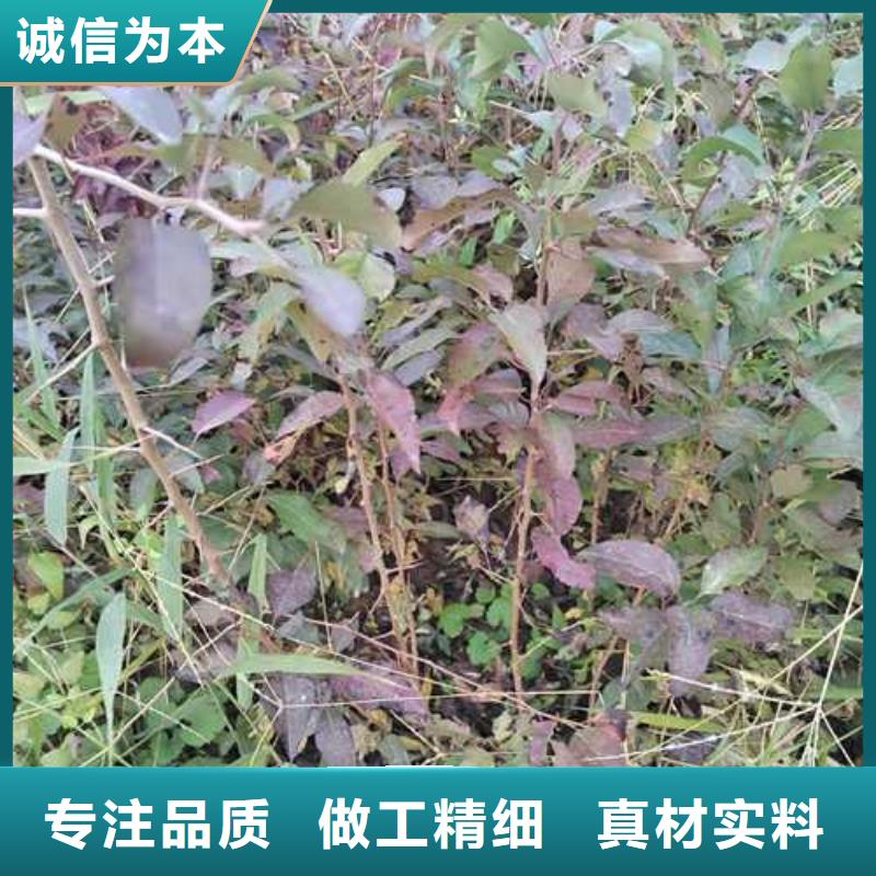 杜梨梨樹苗源頭廠商