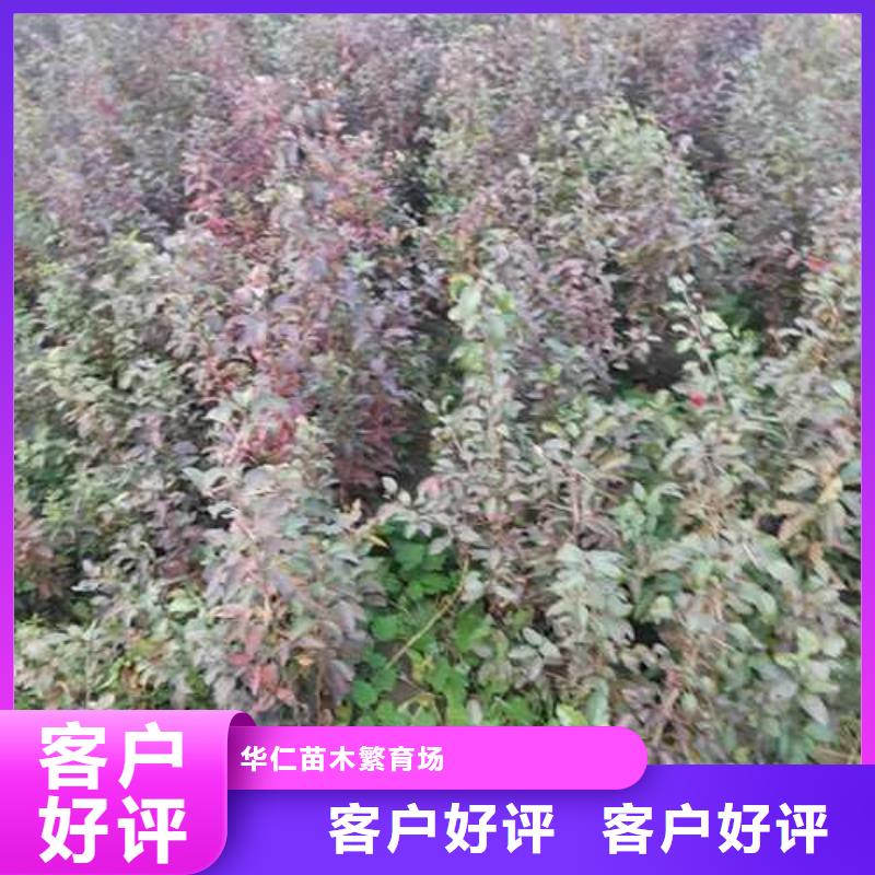 杜梨香酥梨樹苗供您所需