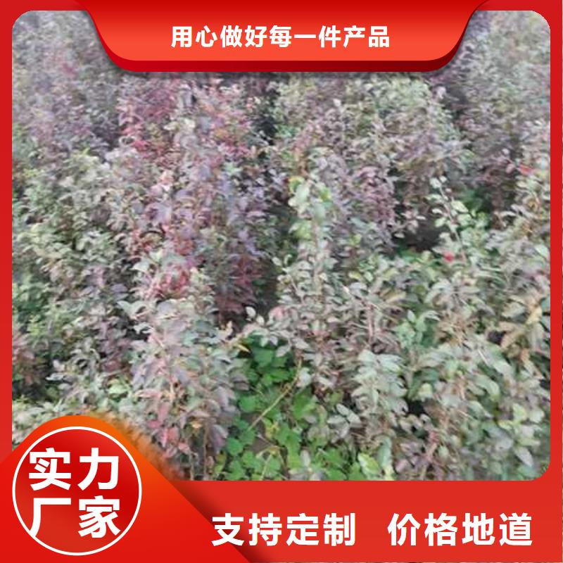 杜梨黃冠梨樹苗無中間商廠家直銷