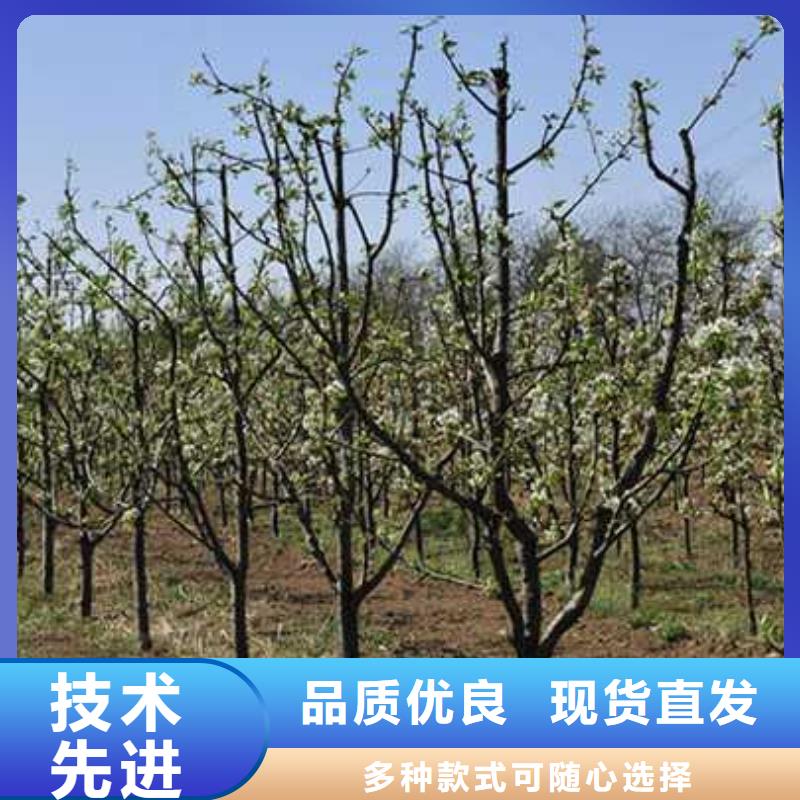 【杜梨】瑞蟠101桃樹苗支持大批量采購