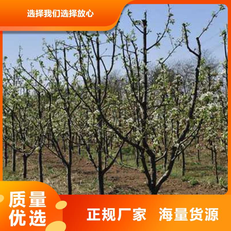 【杜梨】海棠苗品類齊全
