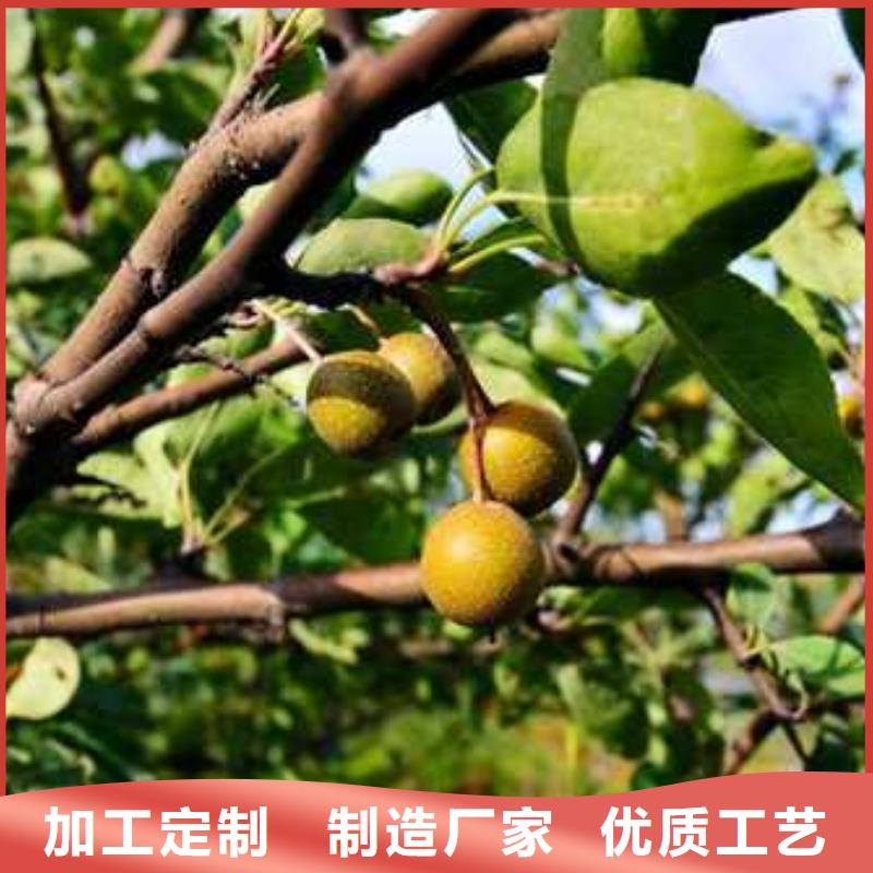 杜梨十四號桃樹苗源頭把關放心選購