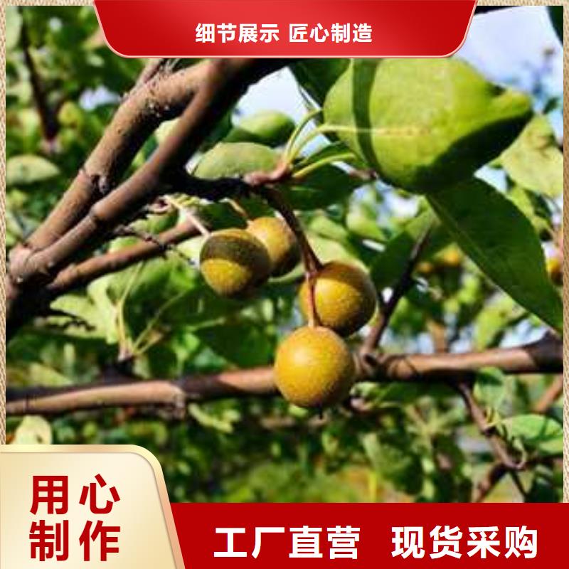 杜梨梨樹苗源頭廠商