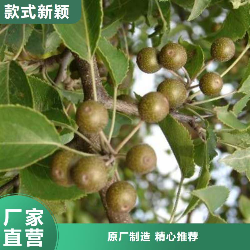 杜梨香酥梨樹苗工藝精細質保長久