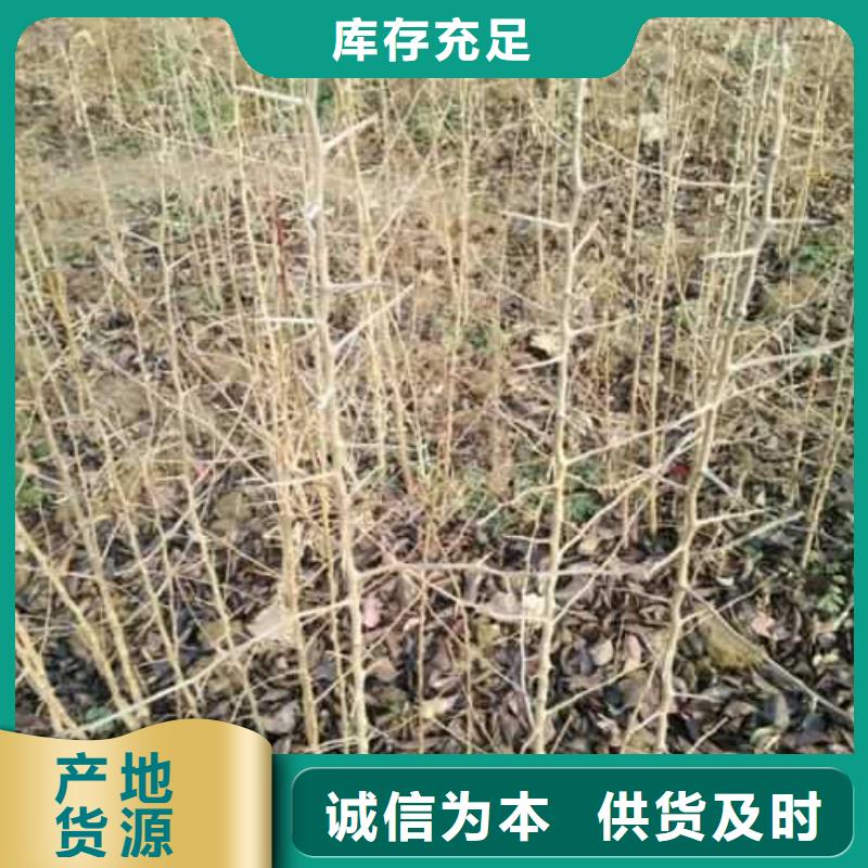 杜梨,紅香酥梨樹苗懂您所需