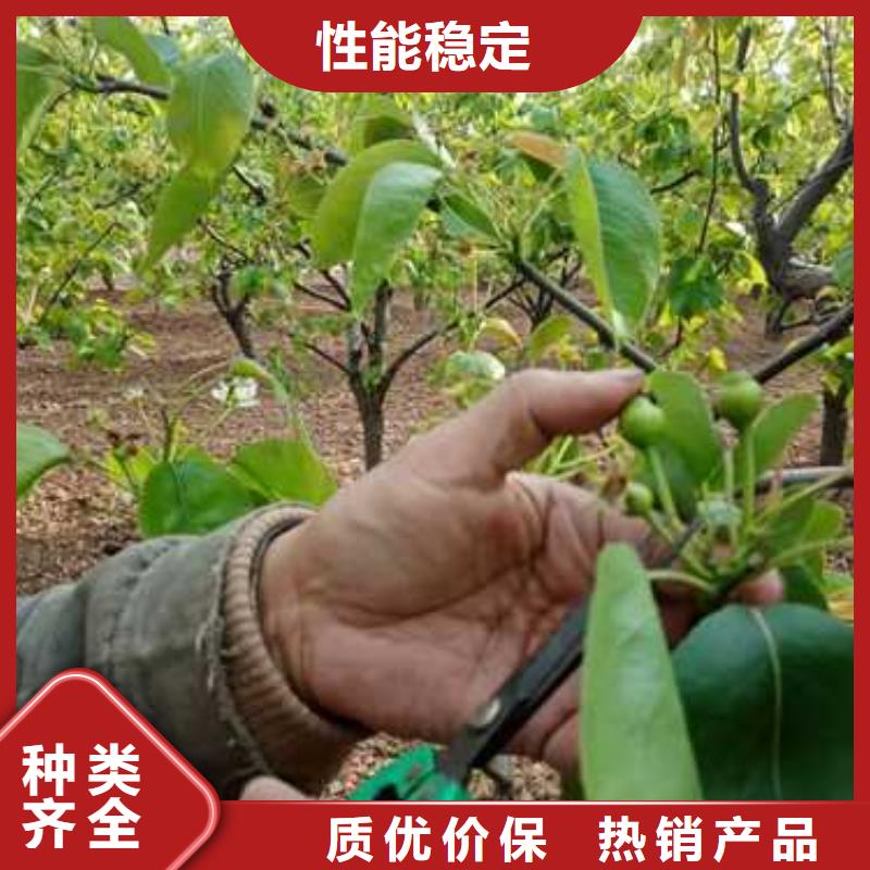 杜梨,黃冠梨樹苗廠家直銷供貨穩定