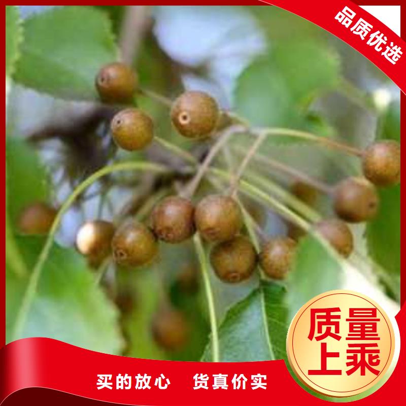 杜梨香酥梨樹苗工藝精細質保長久