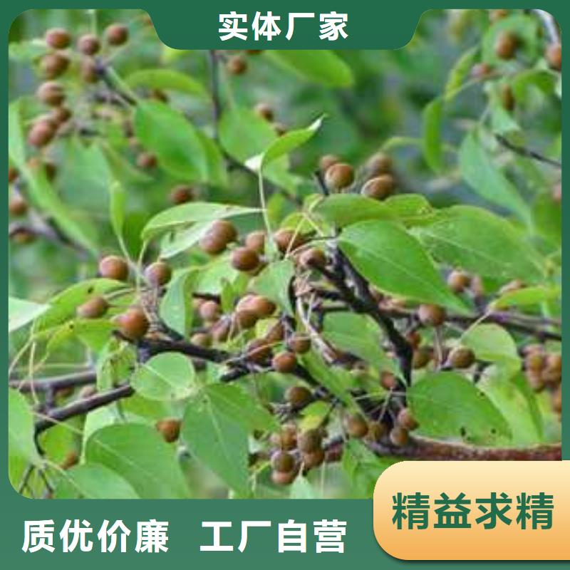 【杜梨】瑞蟠101桃樹苗支持大批量采購