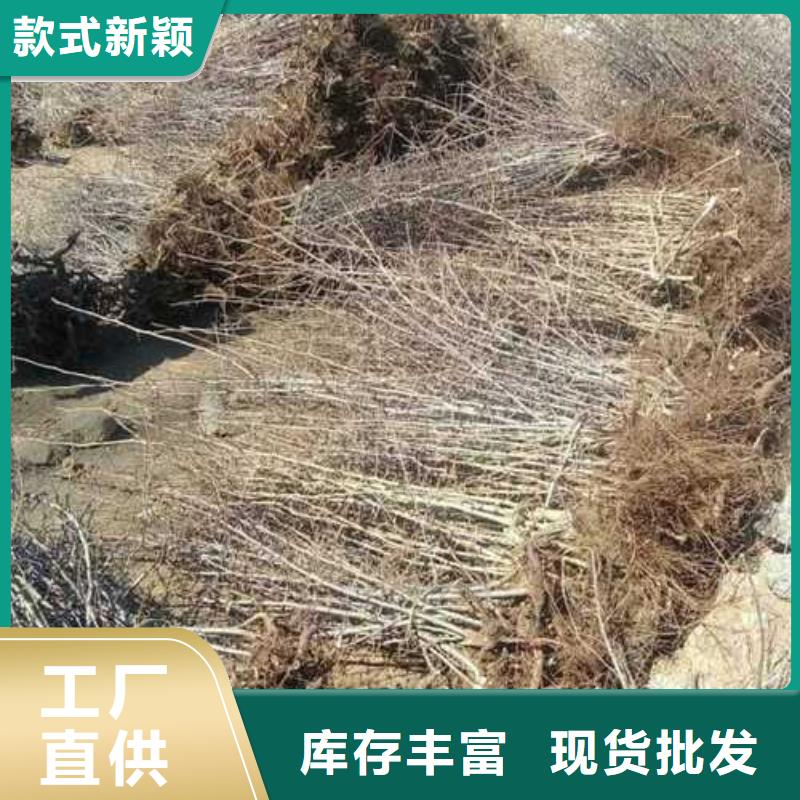 杜梨奧紅全紅梨樹苗真正讓利給買家