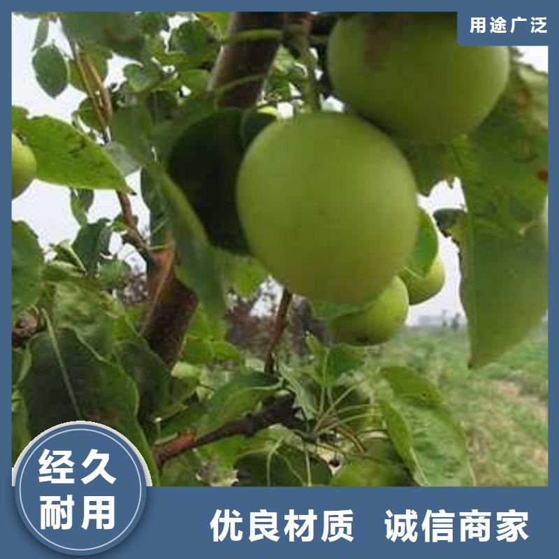 【杜梨】梨樹苗品質優選