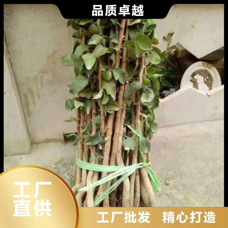 杜梨,紅香酥梨樹苗懂您所需