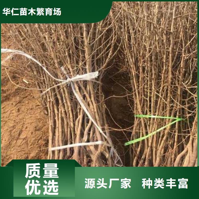 【杜梨】梨樹苗品質優選
