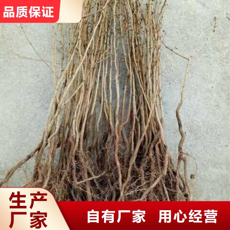 杜梨十四號桃樹苗源頭把關放心選購