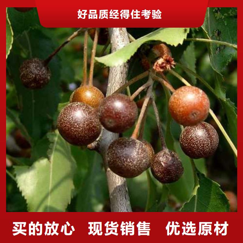 杜梨-杜梨苗自營品質有保障