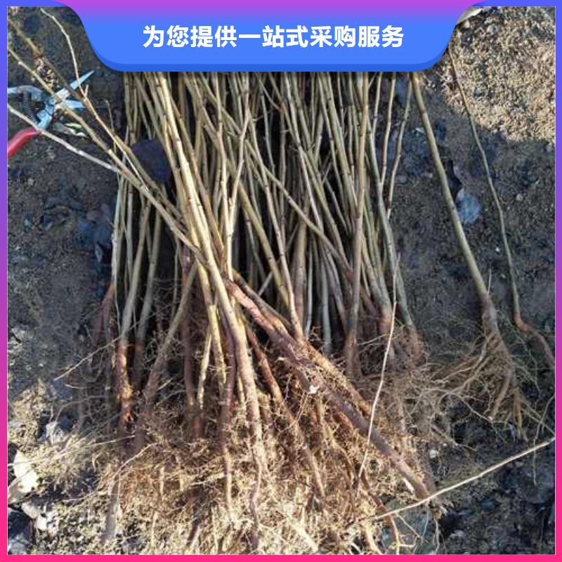 杜梨奧紅一號梨苗匠心制造