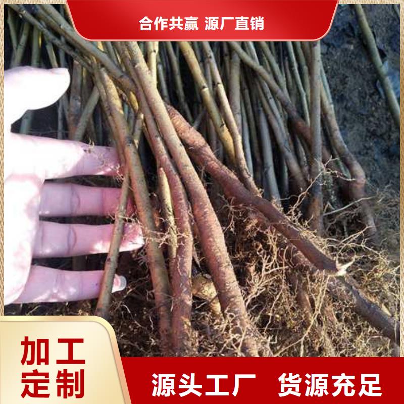 杜梨黃冠梨樹苗無中間商廠家直銷