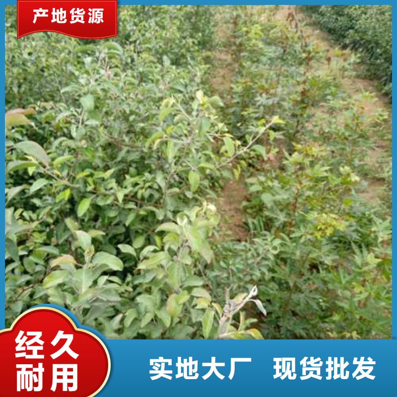 杜梨,紅香酥梨樹苗懂您所需
