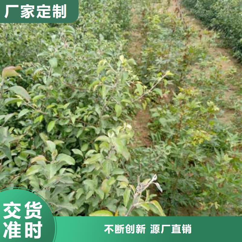 杜梨香酥梨樹苗供您所需