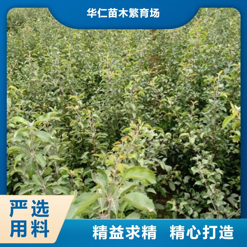 【杜梨】海棠苗品類齊全