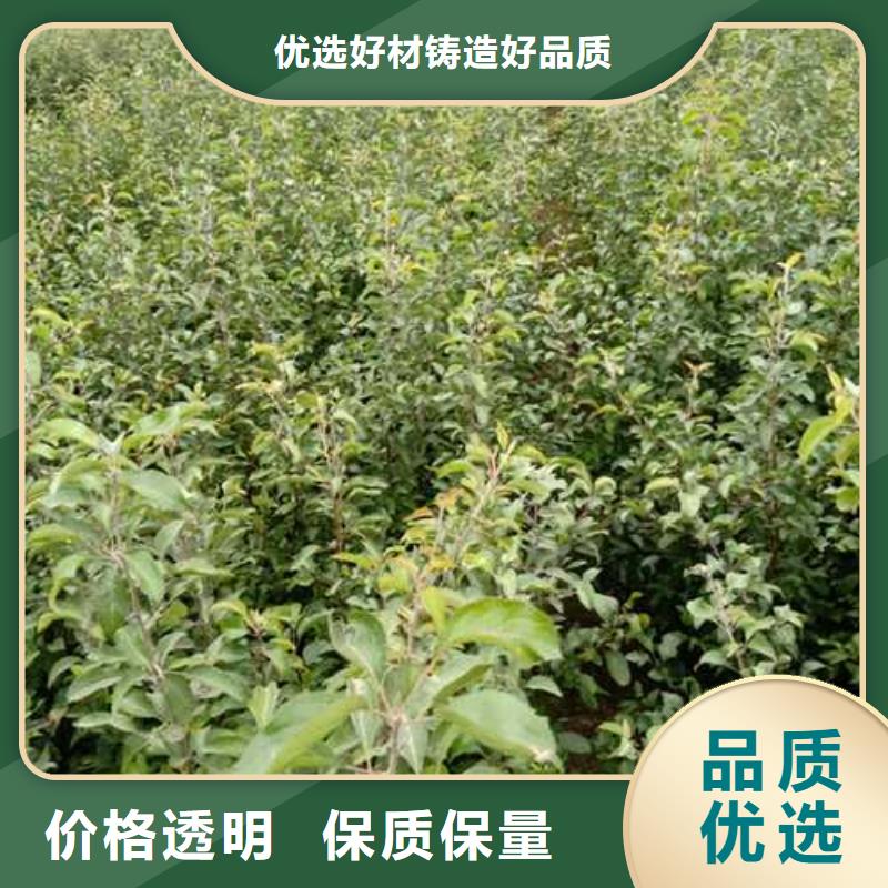 杜梨山桃苗研發生產銷售