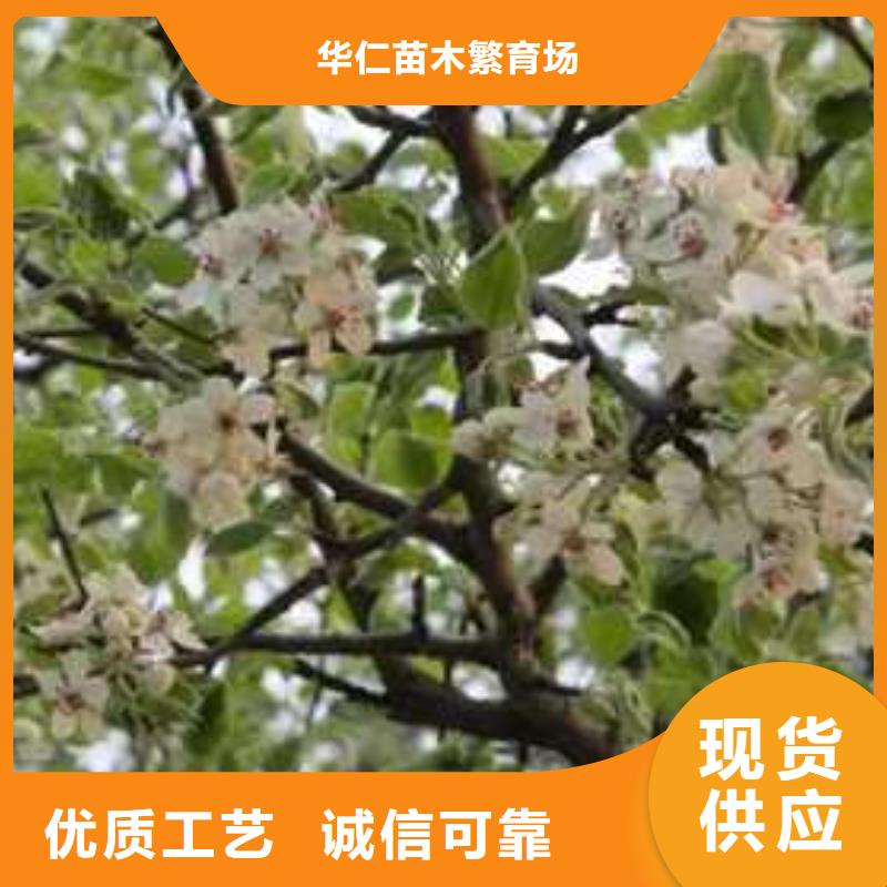 附近【华仁】杜梨树苗2024品种