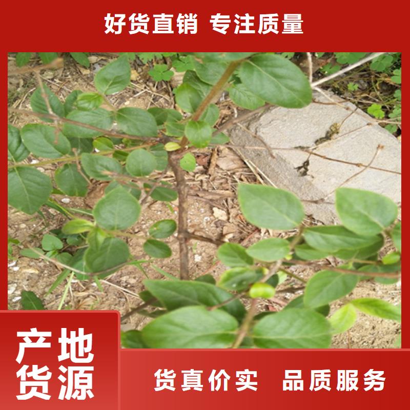杈杷果梨樹苗產地批發