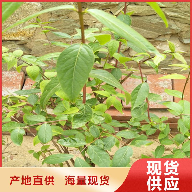 【杈杷果葡萄苗現(xiàn)貨銷售】