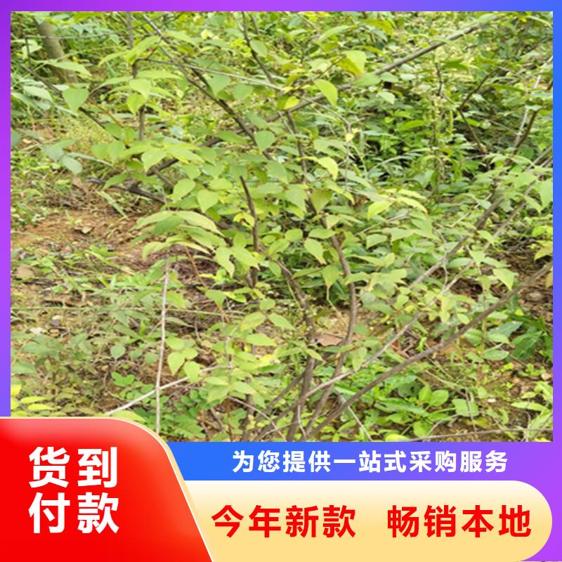 杈杷果櫻桃苗信譽有保證