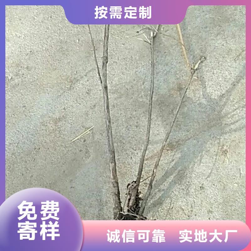 【杈杷果葡萄苗現(xiàn)貨銷售】