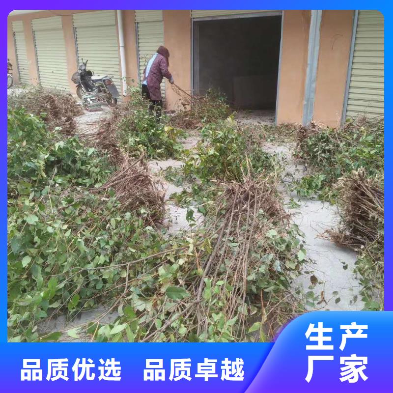 杈杷果桃樹苗長期供應(yīng)