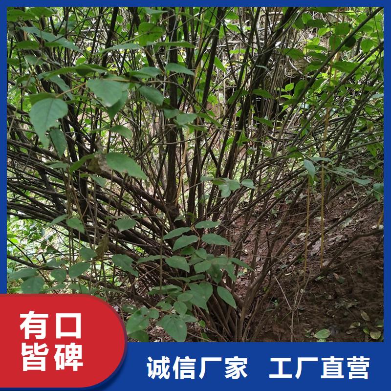 杈杷果_梨樹苗免費回電