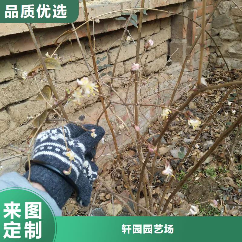 杈杷果_梨樹苗免費回電