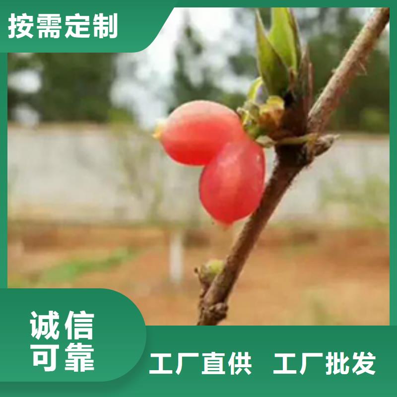 同城(轩园)杈杷果【梨树苗】优质原料
