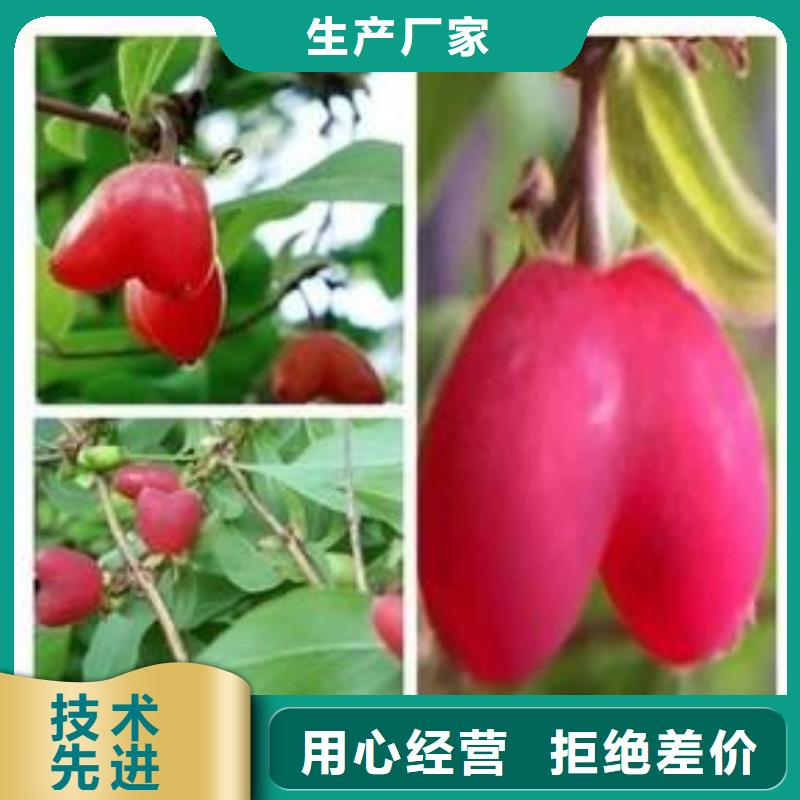 杈杷果櫻桃苗信譽有保證
