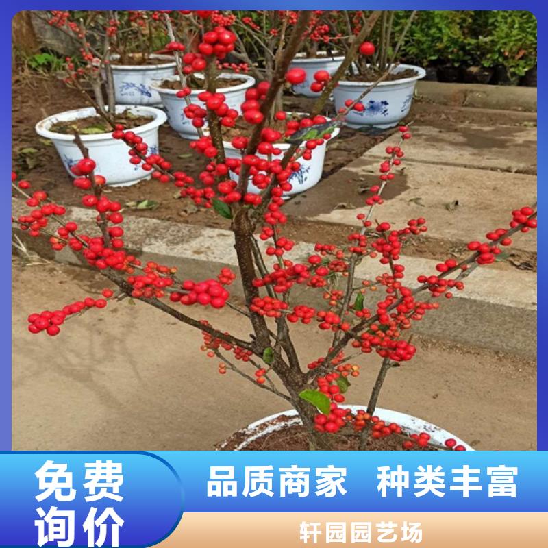 北美冬青,石榴樹品質保證