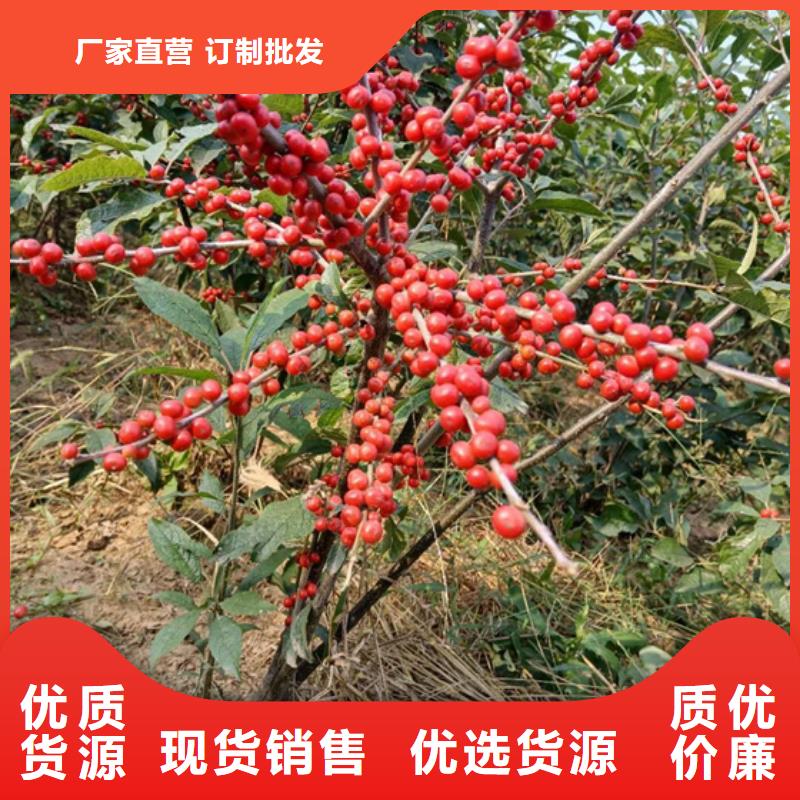 北美冬青葡萄苗客戶滿意度高