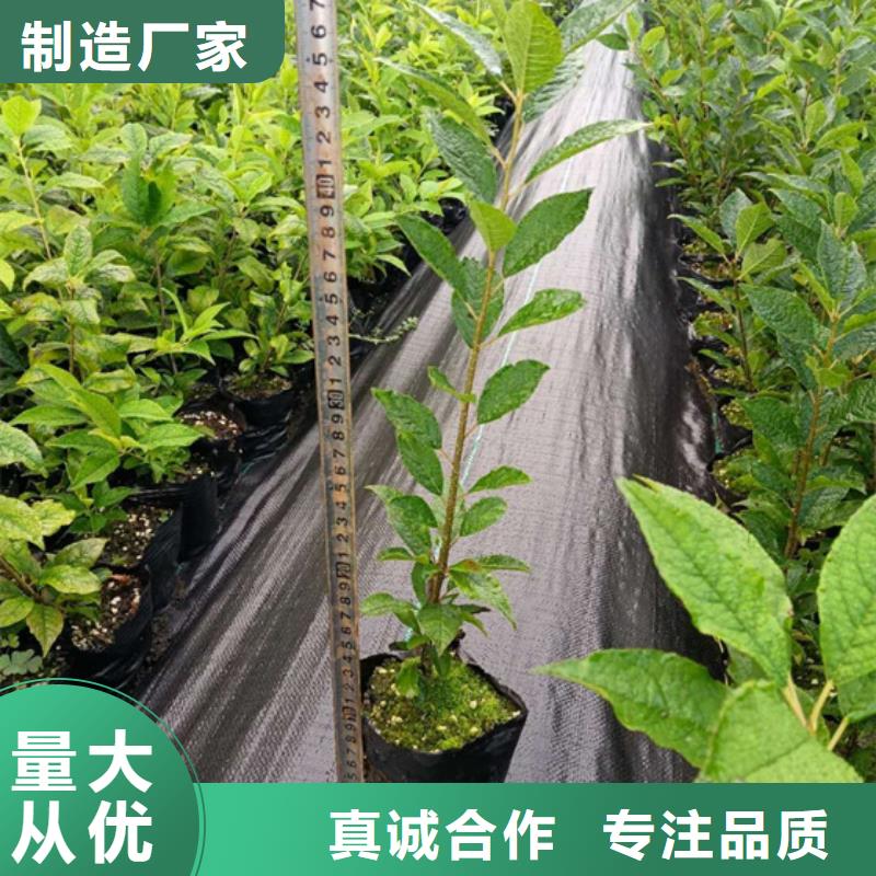 北美冬青梨樹苗品種全
