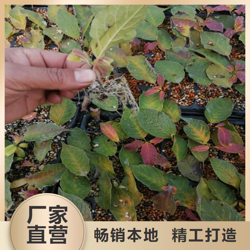 北美冬青,石榴樹品質保證