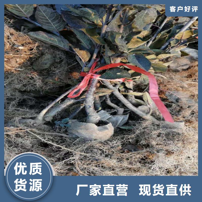 北美冬青葡萄苗客戶滿意度高