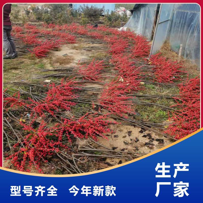 北美冬青,石榴樹品質(zhì)保證