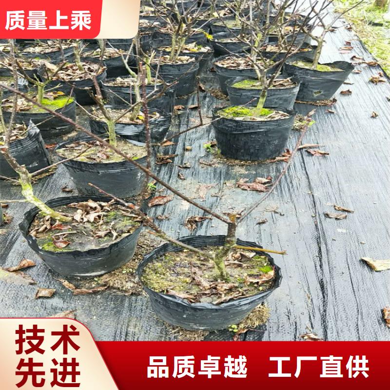 北美冬青-藍(lán)莓苗大廠生產(chǎn)品質(zhì)