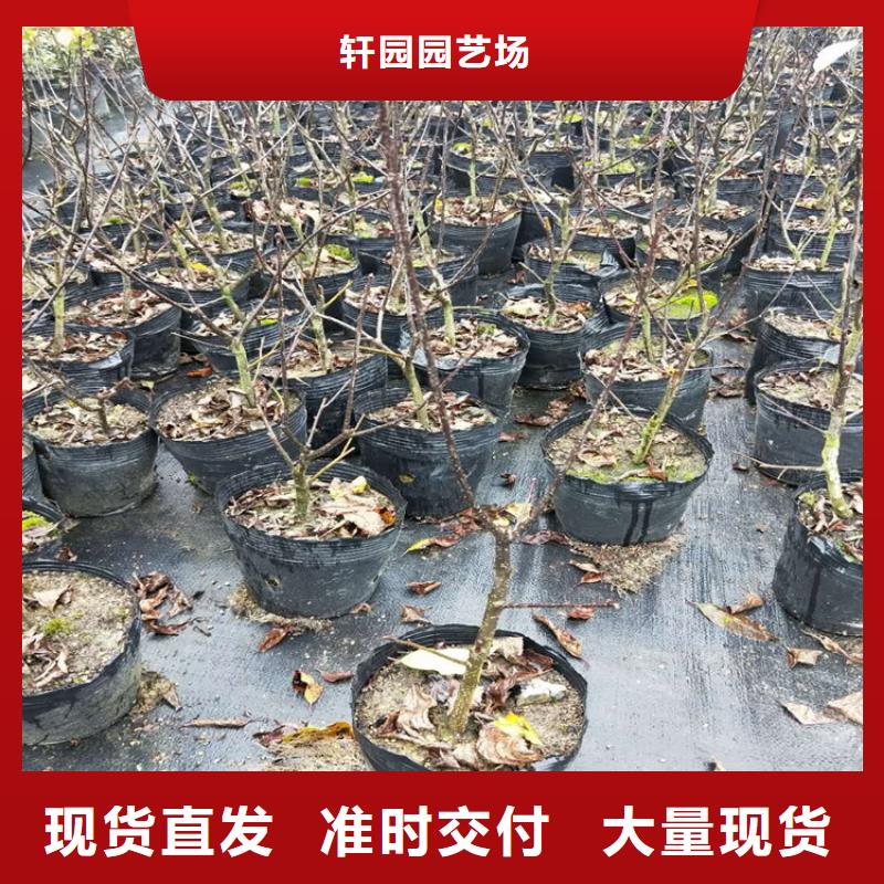 北美冬青,石榴樹品質保證