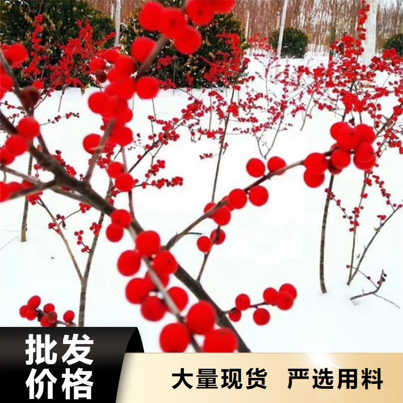 北美冬青,石榴樹品質保證