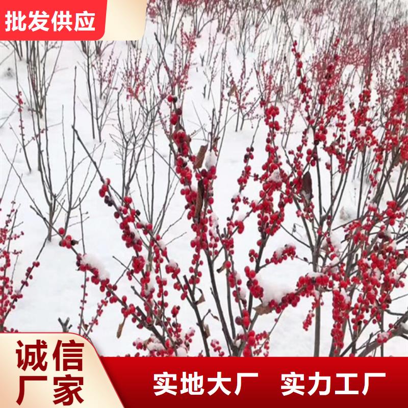 北美冬青,石榴樹品質(zhì)保證
